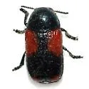 Saxinis apicalis - photo 2