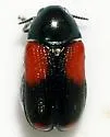 Saxinis apicalis - photo 3