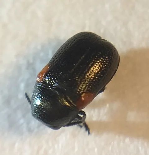 Saxinis omogera
