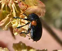 Saxinis saucia - photo 5