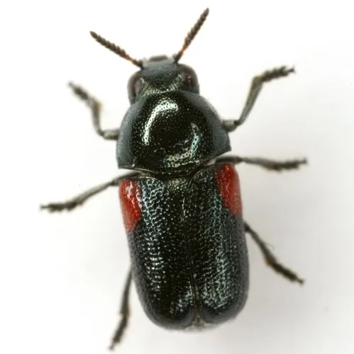 Saxinis sinuata - photo 3