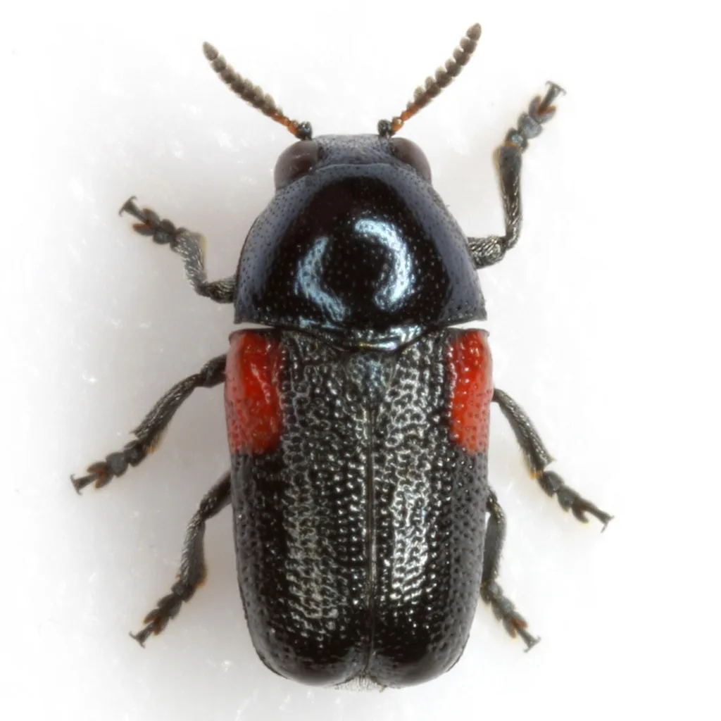 Saxinis sinuata - photo 4