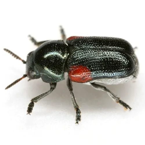 Saxinis sinuata - photo 6