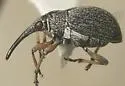 Sayapion segnipes - Sayapion segnipes