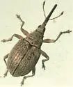 Sayapion segnipes - photo 2