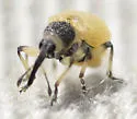 Sayapion segnipes - photo 5
