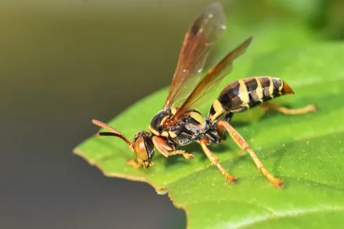 Saygorytes phaleratus