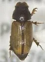 Scabrostomus peculiosus - photo 2