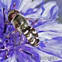 Scaeva affinis - Scaeva affinis