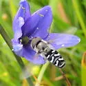 Scaeva affinis - photo 4