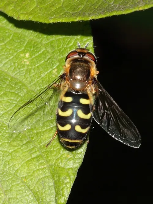 Scaeva selenitica