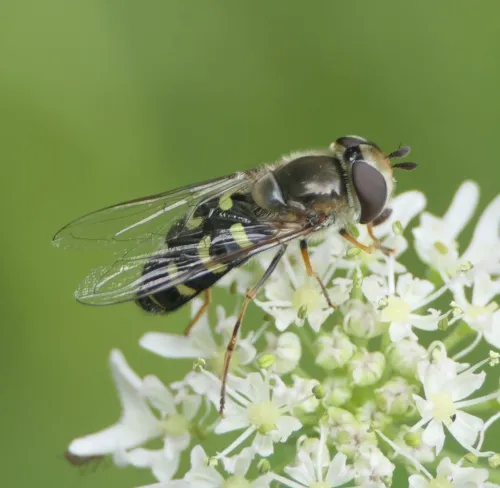 Scaeva selenitica - photo 2