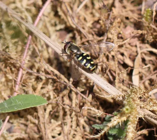 Scaeva selenitica - photo 8
