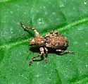 Scalaventer subtropicus - photo 2