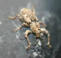 Scalaventer subtropicus - photo 3