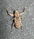 Scalaventer subtropicus - photo 4