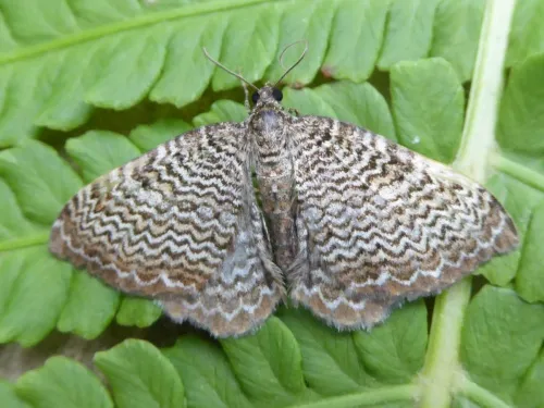 Scallop Shell - Rheumaptera undulata