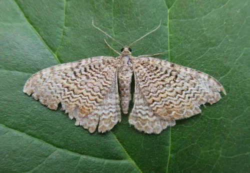 Scallop Shell - photo 2