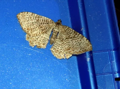 Scallop Shell - photo 3
