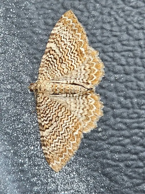 Scallop Shell - photo 4