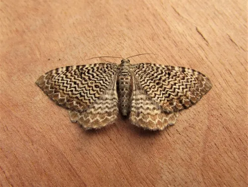 Scallop Shell - photo 5