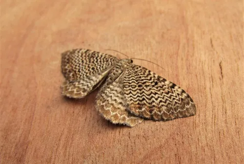 Scallop Shell - photo 6