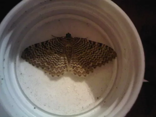 Scallop Shell - photo 8