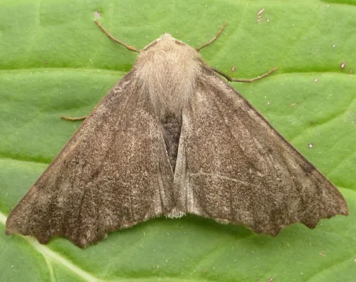 Scalloped Hazel - photo 2