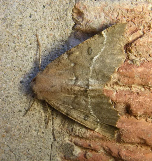 Scalloped Hazel - photo 3