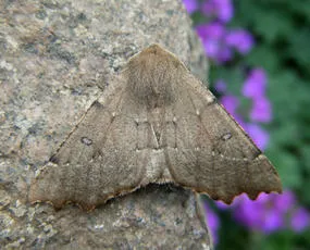 Scalloped Hazel - photo 4