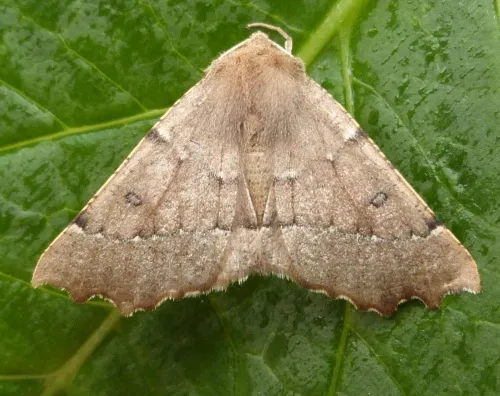 Scalloped Hazel - photo 6
