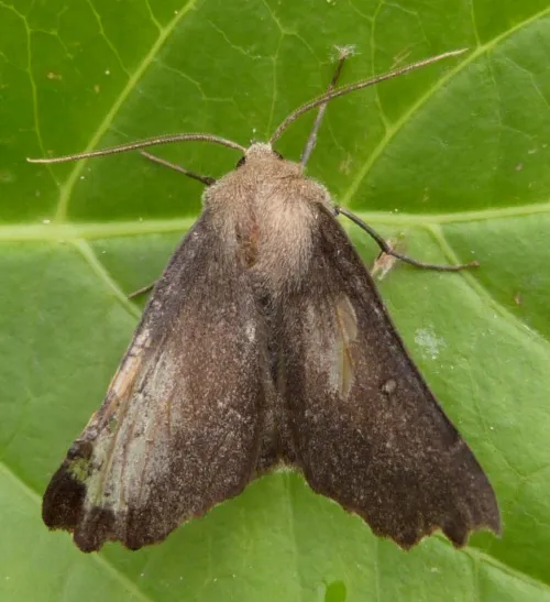 Scalloped Hazel - photo 7