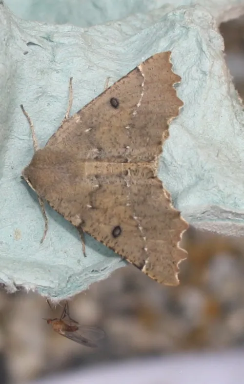 Scalloped Hazel - photo 8