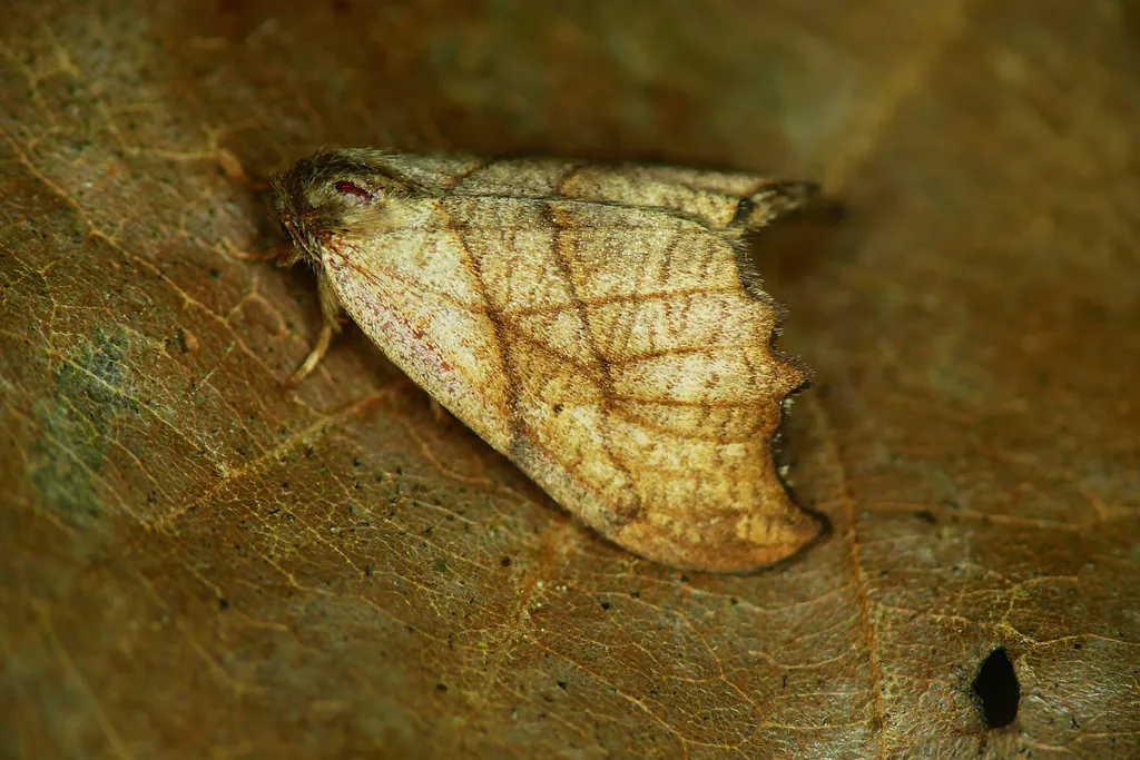 Scalloped Hook-tip - photo 2