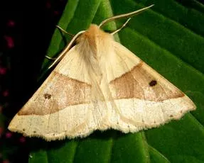 Scalloped Oak