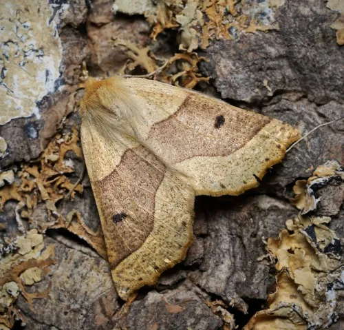 Scalloped Oak - photo 2