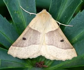 Scalloped Oak - photo 3