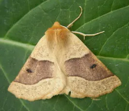 Scalloped Oak - photo 4