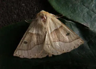 Scalloped Oak - photo 5