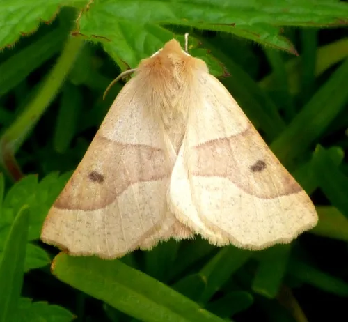 Scalloped Oak - photo 6
