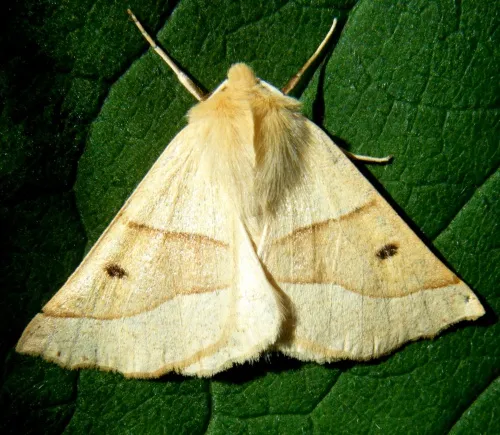 Scalloped Oak - photo 7