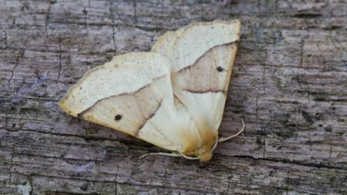 Scalloped Oak - photo 8