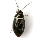 Scalponotatus albibasis