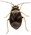 Scalponotatus albibasis - photo 2