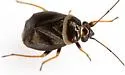Scalponotatus albibasis - photo 3