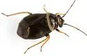 Scalponotatus albibasis - photo 4