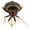 Scalponotatus albibasis - photo 5