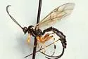 Scambus hispae