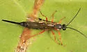 Scambus pterophori
