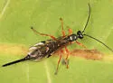 Scambus pterophori - photo 2